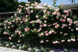Plantfiles Pictures Large Flowered Climbing Rose Eden Climber Rosa 45 By Calif Sue Climbing Roses Rose Seeds Beautiful Gardens