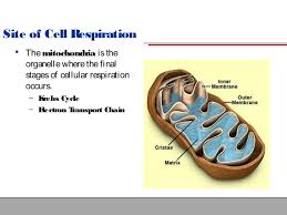 Which types of organisms found on the energy pyramid do cellular respiration? Cellular Respiration