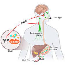 A portal triad is on the left of the lobule. Fgf21 Mediates Endocrine Control Of Simple Sugar Intake And Sweet Taste Preference By The Liver Cell Metabolism