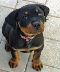 Rottweiler Puppy Black And Brown Dogs Storm The Rottweiler Cute Puppy Names Puppies Rottweiler Dog