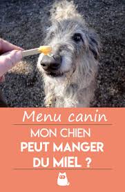 Peut On Donner Du Miel A Un Chien Bienfaits Et Quantites Chien Chiens Droles Nourriture Chien