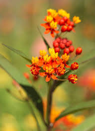 15 Container Garden Plants That Will Thrive In Summer Heat In 2020 Heat Tolerant Plants Plants Milkweed Flower
