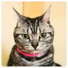 American Shorthair Cat American Shorthair Cat American Shorthair American Shorthair Kitten