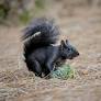 black squirrels northern california from www.facebook.com