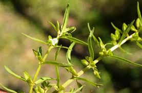 Image result for Bacopa floribunda
