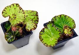 Kissed kelly freemont/wentworth, her straight college roommate—mentioned during episode 6.02: Live Begonias For Terrariums Vivariums Neherp Your One Stop Vivarium Shop