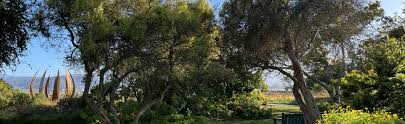 Image result for Diospyros dichrophylla