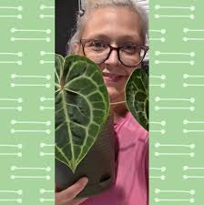 DIY Ikea greenhouse for plants?