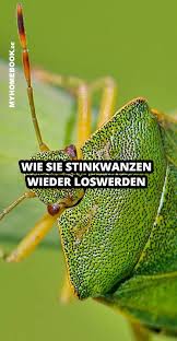 Wie Sie Stinkwanzen Wieder Loswerden Pest Control Insects Chemical