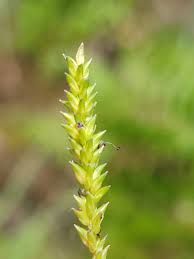 Image result for Sacciolepis indica