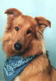 House pet grooming and trainer gives proceeds from grooming to feed sheltered pets. Boarding Grooming Veterinarian In Junction City Animal Care Clinic