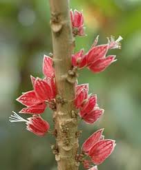 Image result for Pavonia leptocalyx