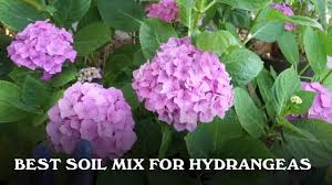 Fertilizers make all the difference when you are trying to grow healthy hydrangeas. Best Soil Mix For Hydrangeas Youtube