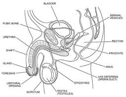 9 1science Human Reproduction Reproductive System Female Reproductive System Male Infertility