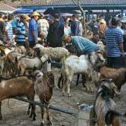 jual kambing di barru dari www.facebook.com