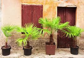 Culture des palmiers en pot , en intérieur ou extérieur : Palmier En Pot Exterieur Ou Interieur Ooreka