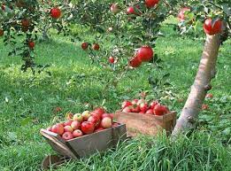 Top 50 Most Beautiful Natural Sceneries In The World Bonsai Apple Tree Apple Tree Trees To Plant