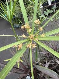Image result for Cyperus