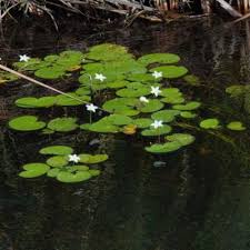 Image result for Nymphoides senegalensis