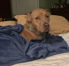 Lost cat in Kwu area, one found