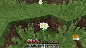 How to get Oxeye Daisy flower - Minecraft - YouTube