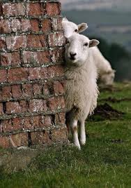 Hello Moment S Tiere Schafe Tierbilder