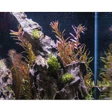 Image result for Rotala filiformis