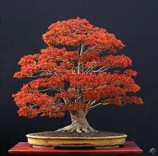Start an oak bonsai in the spring before it's produced shoots and buds. Choosing A Bonsai Pot For Your Tree Bonsai Empire