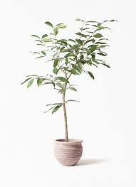 観葉植物 アマゾンオリーブ ムラサキフトモモ 8号 テラアストラ リゲル 赤茶色 付き 観葉植物ならhitohana ひとはな