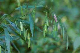 Image result for Chasmanthium latifolium