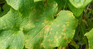 Image result for thrips damage on cucumber