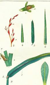 1872 Scrophularia Nodosa Acanthe Verveine Jasmin Labiees Botanical Prints Flower Frame Natural History