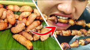 Selama ini yang masih makan ulat sagu adalah masyarakat di kampung, sedangkan masyarakat yang hidup di kota tidak makan ulat sagu. Extreme Food Makan Ulat Sagu Aren Gendon Makanan Lezat Yang Berada Di Hutan Youtube