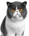 Exotic Shorthair — Full Profile, History, and Care
