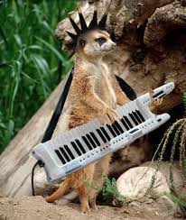 Music Lovers Animal Animals Play That Funky Music Cute Animals