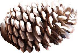 Pine Cone Png Image Pine Cones Cone Pine