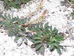 Image result for Indigofera spicata