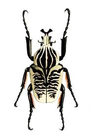 Black And White Insect Photos Big Beetle Black And White Poisk V Google Goliath Beetle Beetle Insect Beetle
