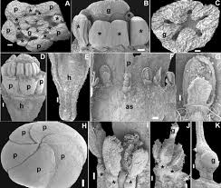 Image result for Polygala usafuensis