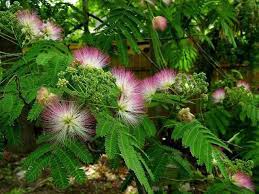 Want Albizia Julibrissin Mimosa Aka Persian Silk Tree Mimosa Tree Persian Silk Tree Flowering Trees