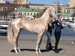 Akhal Teke Ahal Teke Yani Akhal Teke Bir Turkmen Ati Ahal Teke Ismi Ise Akhal Teke Hayvan Hayvanlar