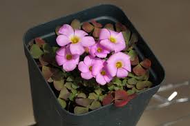 Image result for Oxalis obliquifolia