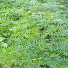 Image result for Zanthoxylum usambarense