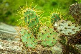 About thirty spikes snapped off and lodged themselves in my behind. How To Remove Cactus Spines From Skin With Tweezer Glue