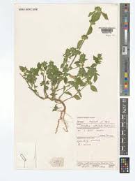 Image result for Dicliptera verticillata