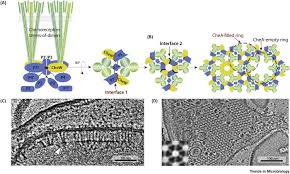 Firma sprzątająca k&s associates od kilku lat efektywnie funkcjonuje na wielkopolskim rynku usług sprzątających. Diversity Of Bacterial Chemosensory Arrays Sciencedirect