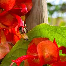 Image result for Holmskioldia