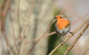 Goldfinch - BirdWatch Ireland