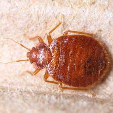 Maybe you would like to learn more about one of these? Comment Se Debarrasser Des Punaises Ooreka
