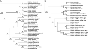 Image result for Cibirhiza